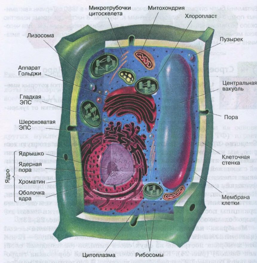 Строение растительной клетки 10 класс биология. Схема ростительноймклетки биология. Растительная клетка биология 10 класс. Строение растительнаой клеток. Растительная клетка термины