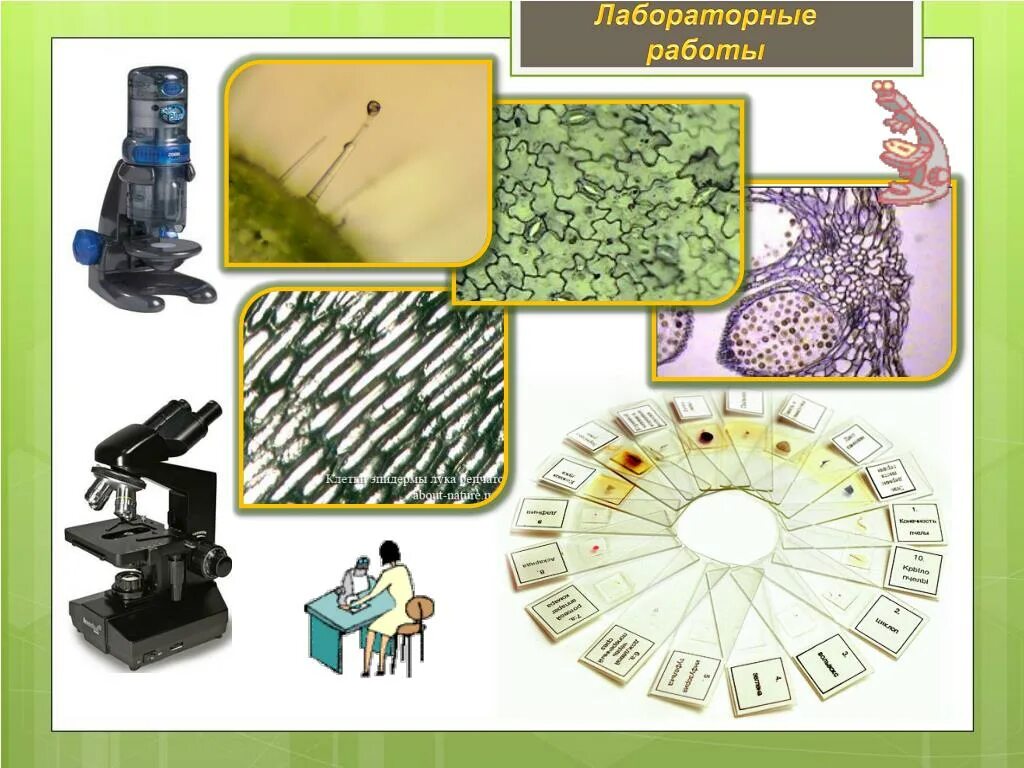 Биология лабораторные практические 10. Лабораторная работа. Лабораторные работы на уроках биологии. Уроки лабораторной работы по биологии. Урок биологии с инвентарём.