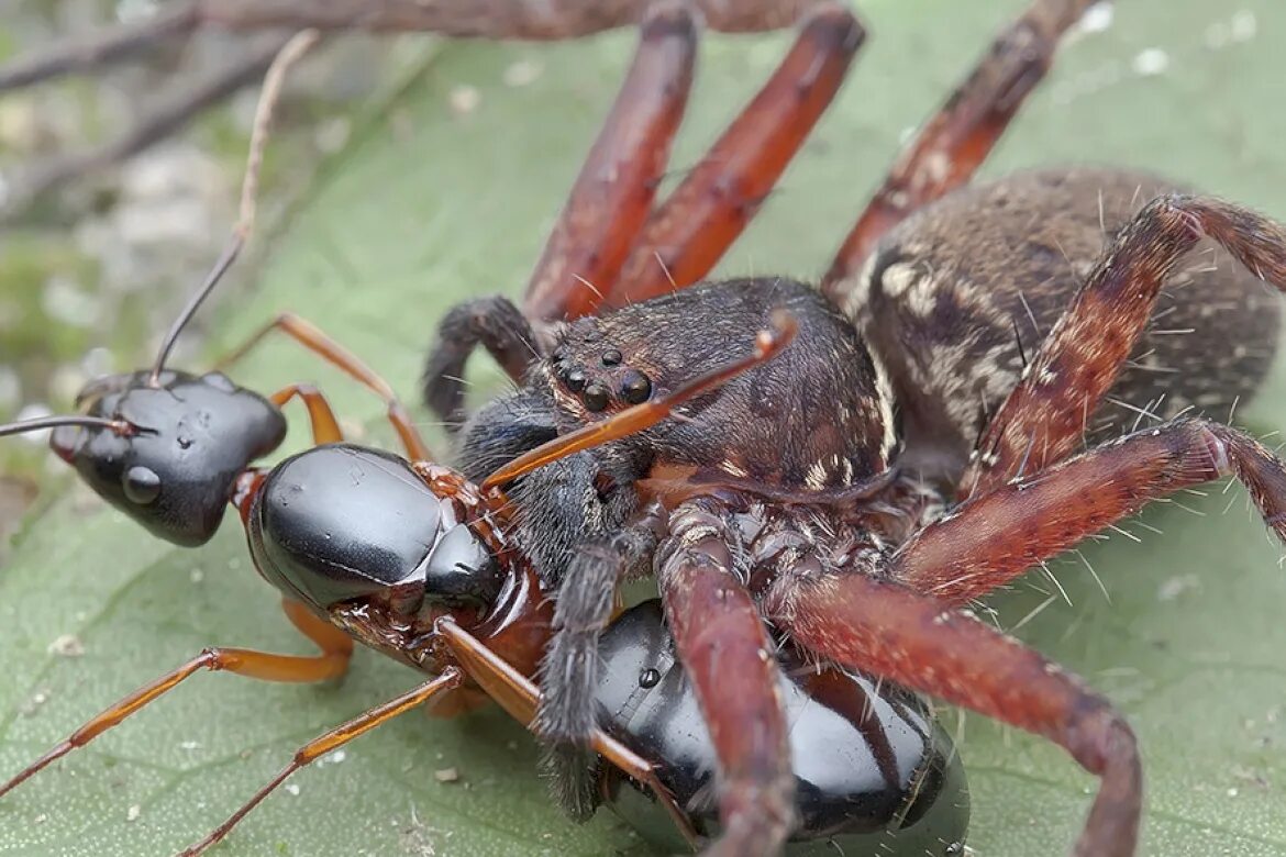 Муравьи враги. Sparassidae паук. враги муравьев. самый большой муравей.