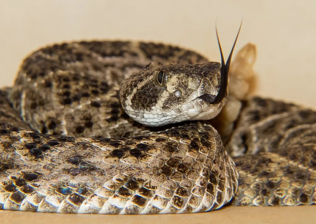 Snake bites. RS 1900 Rattlesnake. WDB Rattlesnake. Zmeya Impact.