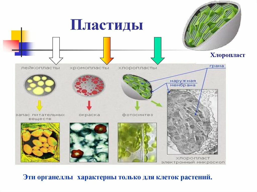 Какие клетки имеют хлоропласты. Структура клетки растения пластиды. Пластиды растений хромопласты. Строение растительные пластиды. Строение растительной клетки пластиды.