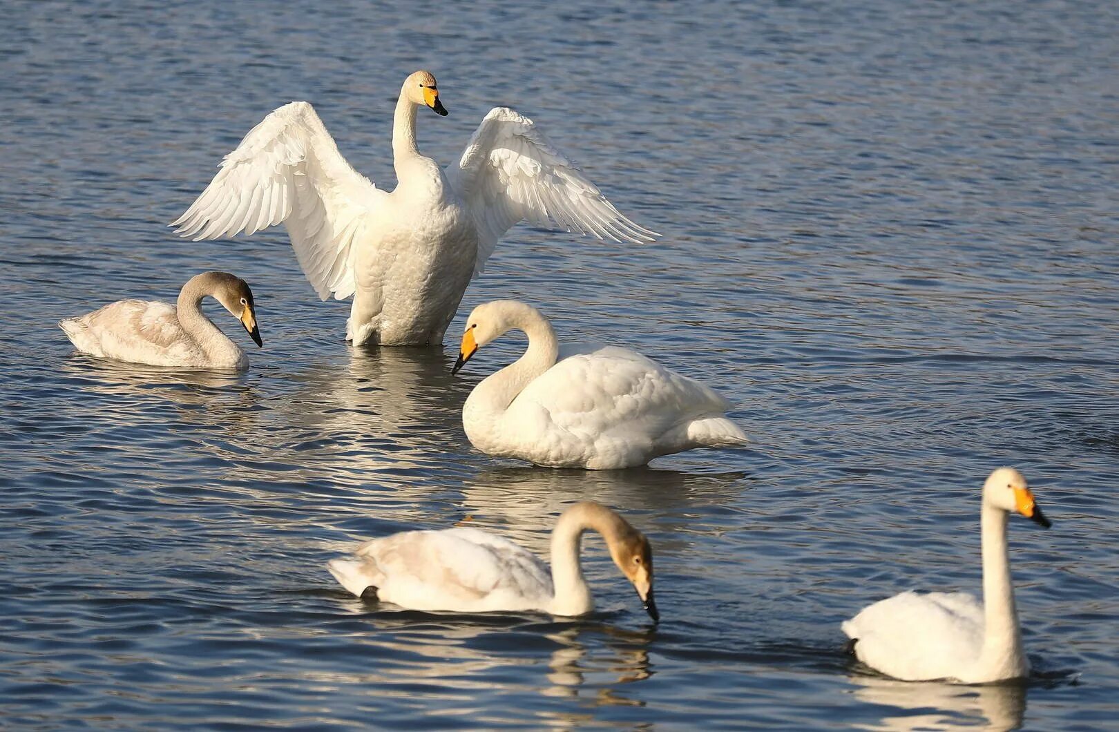 Белые лебеди на озере. Лебединый заказник Алтайский край. Лебединое озеро белый лебедь. Алтайский край лебяжеозеро. Озеро с лебедями Алтайский край.