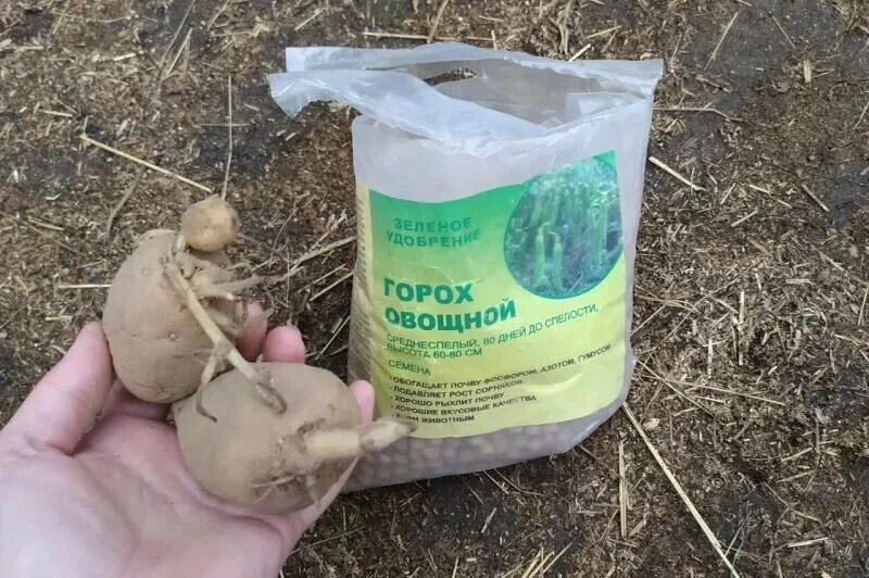 Что положить при посадке картофеля от проволочника. Посадка картофеля в мае. сажать картошку на майские. картошку вместе вкашивают. какого числа садить картошку в мае.