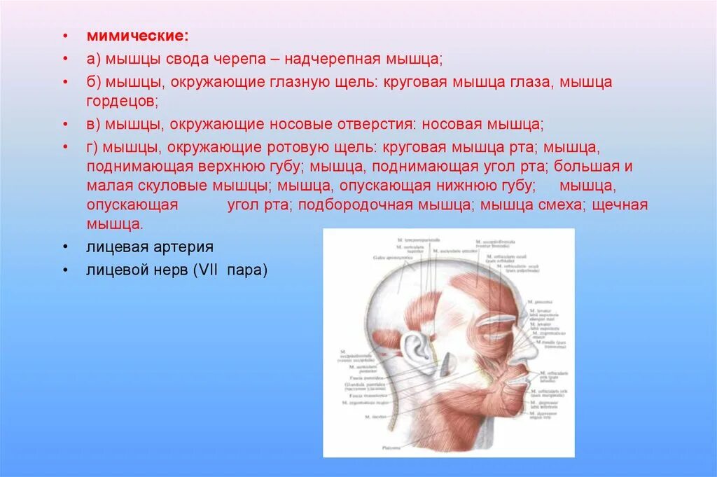 Строение нервов на лице. Иннервация кожи лица ветвями тройничного нерва. Двигательная иннервация мимических мышц лица. Парез мимической мускулатуры лицевого нерва. Кровоснабжение и иннервация мимических мышц.