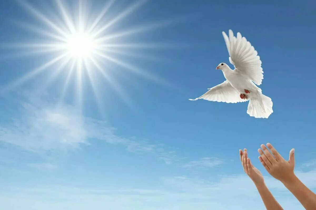 Божья птица это. Голуби в небе. Голубое мирное небо. Мирного неба над головой.