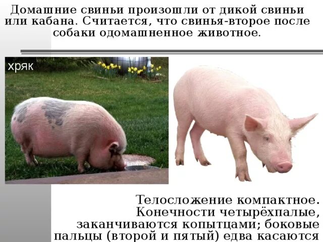 Сообщение о свинье. Информация о свинье. Телосложение свиней.