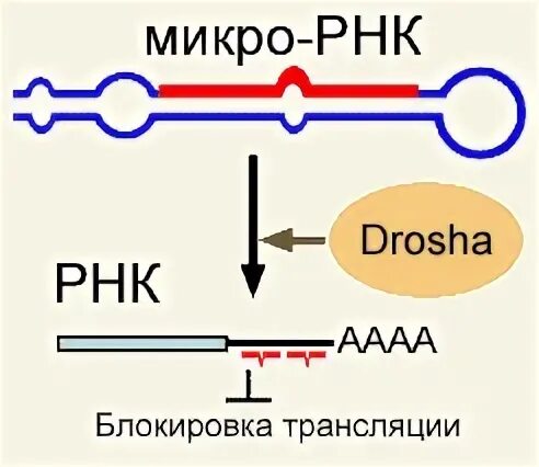 Рнк блокирует. МИКРОРНК строение. МИКРОРНК функции. Микро РНК строение. Микро молекула РНК.