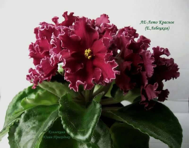 фиалка лето красное. фиалка ек лето красное. сенполия ле красное лето. фиалка ек лето красное. фиалка ек лето красное.