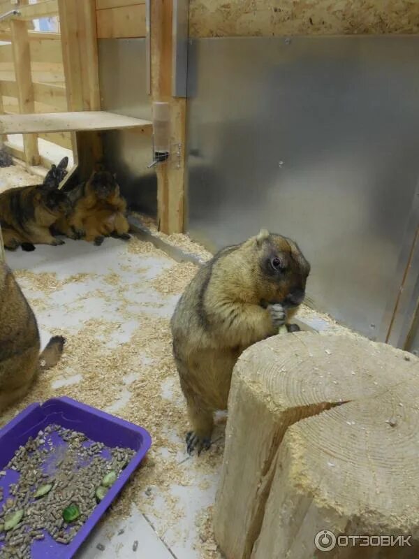 В гостях у енота ярославль. В гостях у енота ярославль. Контактный зоопарк ярославль яркий. В гостях у енота ярославль. Контактный зоопарк в гостях у енота ярославль.