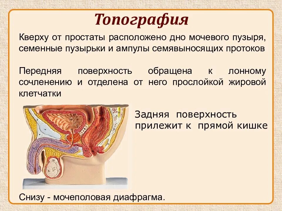 Мужская половая презентация. Мужской половой орган. Мужские половые органы презентация. Половые органы для презентации. Презентация на тему мужская половая система.