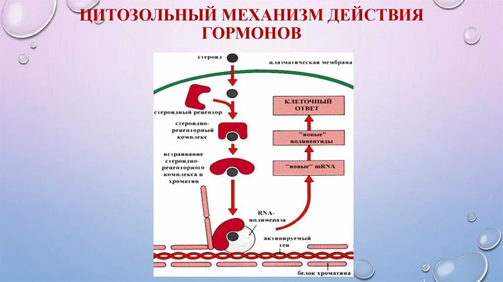 Глобулин связывающий гормон понижен. Механизмы действия гормонов мембранно-внутриклеточный и цитозольный. Мембранно цитозольный механизм действия гормонов. Мембранный механизм действия гормонов схема. Цитозольный механизм действия гормонов.