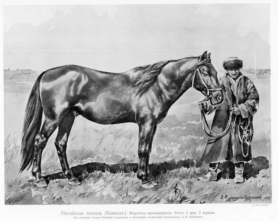 хотя кони наши были довольно бойки