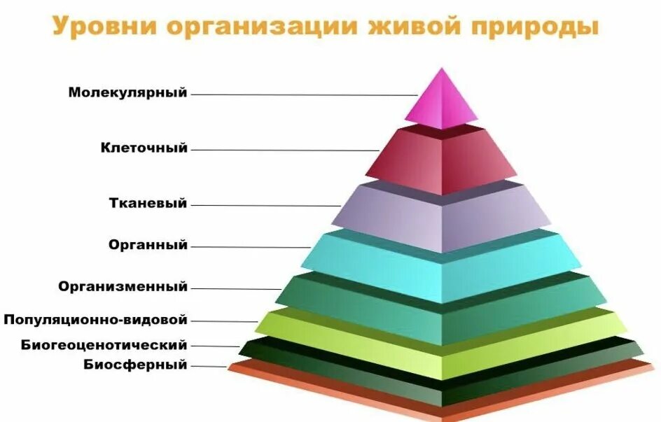 Верная последовательность биологических систем. Уровни организации живой материи схема. Уровни организации живой природы схема. Схема уровней живой материи. Уровни организации живого схема.