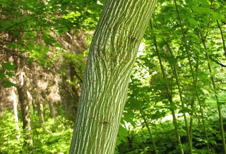 Клен зеленокорый. Клен зеленокорый дерево. Клён зеленокорый древесина.