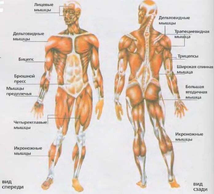 Какое количество мышц у человека. Строение скелета мышц. Строение человека скелет мышцы кожа. Строение скелета и мышц человека с названиями. Скелетные мышцы человека анатомия.