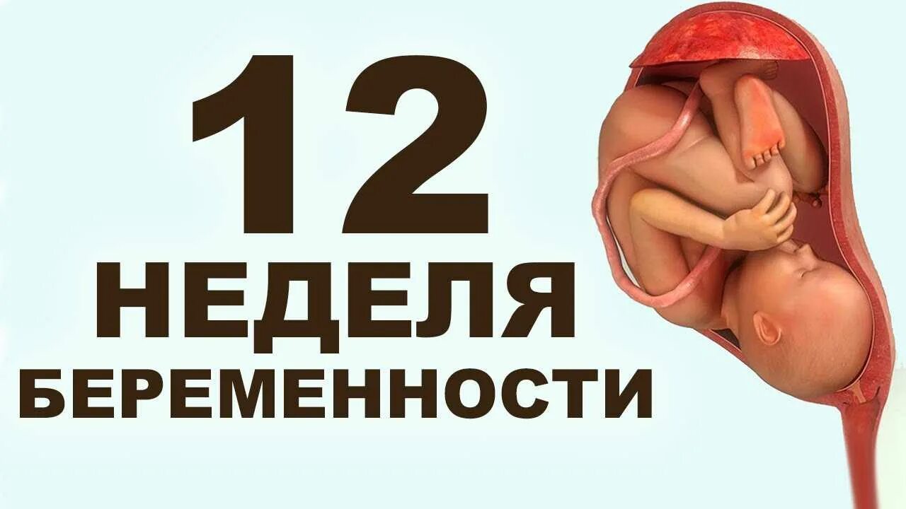 12 неделя беременности 2 беременность. 12 Недель беременности. Двенадцать недель беременности. Плод на 12 неделе беременности. Двенадцатая неделя беременности.