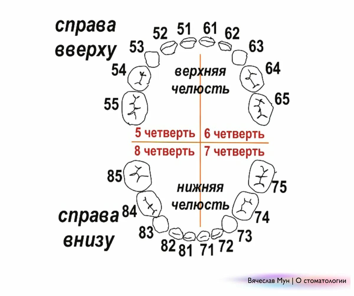 Как узнать какой зуб. Нумерация молочных зубов в стоматологии схема. Схема зубов человека с нумерацией стоматологии. Нумерация зубов в стоматологии схема у детей. Нумерация зубов у человека в стоматологии схема у детей.