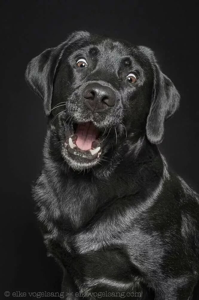 Pin by Alexandra Finogenova on Animal Photography Portraits Labrador retriever, 