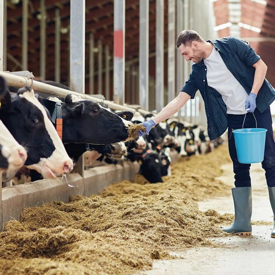 работники сельского хозяйства. женщины в сельском хозяйстве. красивое фермерское хозяйство. скотники крс. работники сельского хозяйства.