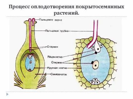 Кто открыл оплодотворение у цветковых