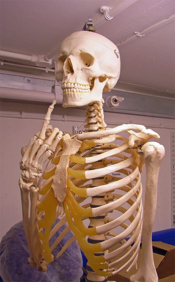 Объемный скелет. Настоящие скелеты людей. Скелет настоящего человека. Человеческий скелет реальный. Настоящий человеческий скелет.