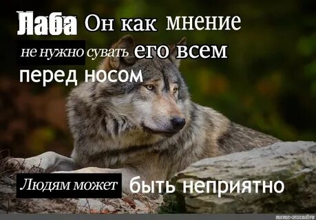 Т волк работа