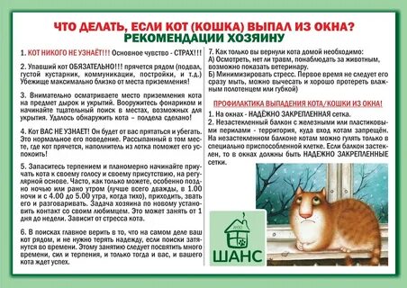 Как вернуть кота