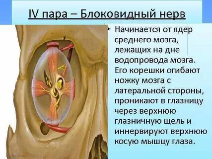 Начинать нерв