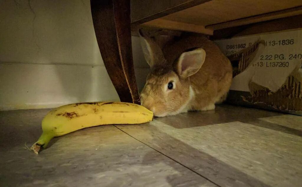 Кожура кроликам. Кролик с бананом. Кролик ест банан. Кротик ест банан. Банановый крольчонок.