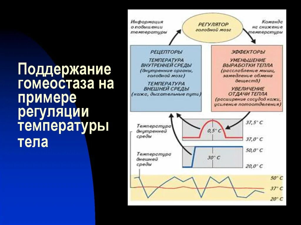 Поддержание значение. Регуляция температурного гомеостаза. механизмы поддержания гомеостаза в организме человека. поддержание температуры тела. гомеостаз температуры тела.