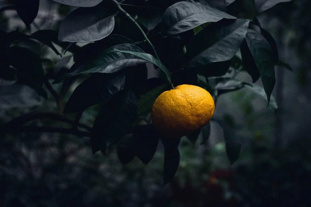 Темный мандарин. Цитрус мандарин Mandarine. Цитрус мандарин (плоды желто-оранжевые). Мандарины с листом. Мандарины на ветке.