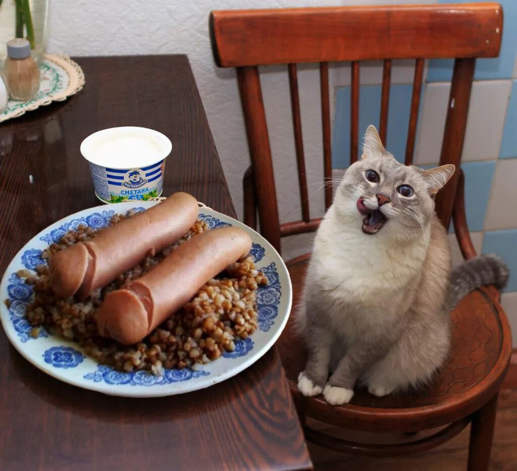 Cat penis. Кошка с сосисками. Веселая сосиска. Кошачьи колбаски. Смешная сосиска.