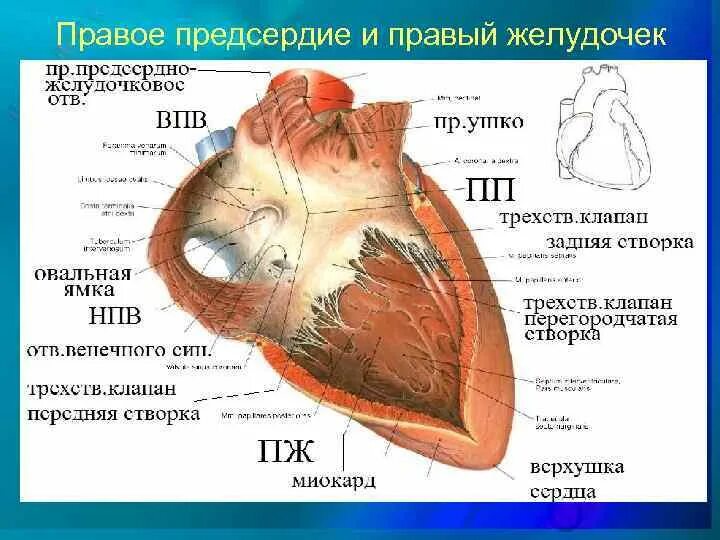 Чем отличается предсердие от желудочка