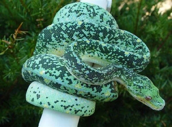 California Red Sided Garter Snake * /r/pics 生 き 物