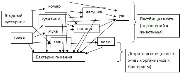 Трофическая цепь трава ягодный кустарник Муха синица. Трава ягодный кустарник Муха синица лягушка уж заяц волк. Трофическая сеть трава ягодный кустарник. Ягодный кустарник цепь питания.