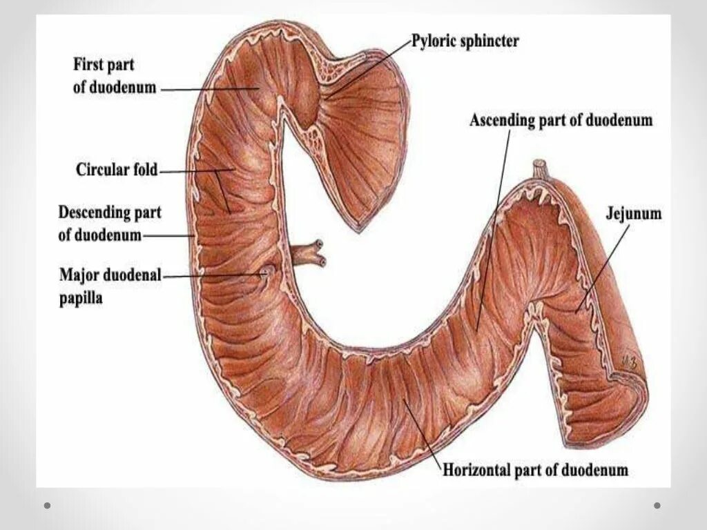 Сфинктер латынь. 12 Перстная кишка анатомия человека. Части 12 перстной кишки анатомия. Отделы луковицы 12 перстной кишки. Строение 12 перстной кишки отделы.