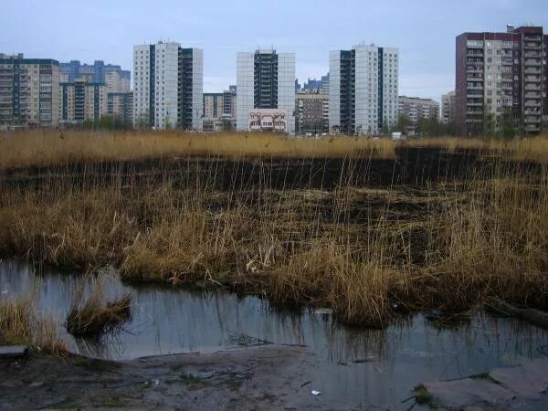 Озеро долгое спб. Озеро долгое Приморский район. Парк озеро долгое Санкт-Петербург. Долгое (озеро, Приморский район Санкт-Петербурга). Парк озеро долгое Приморский район Санкт Петербург.