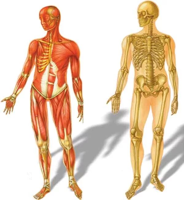 Костно-мышечная система человека. Скелет человека с мышцами. Костно мышечный аппарат человека. Костомышечная система.