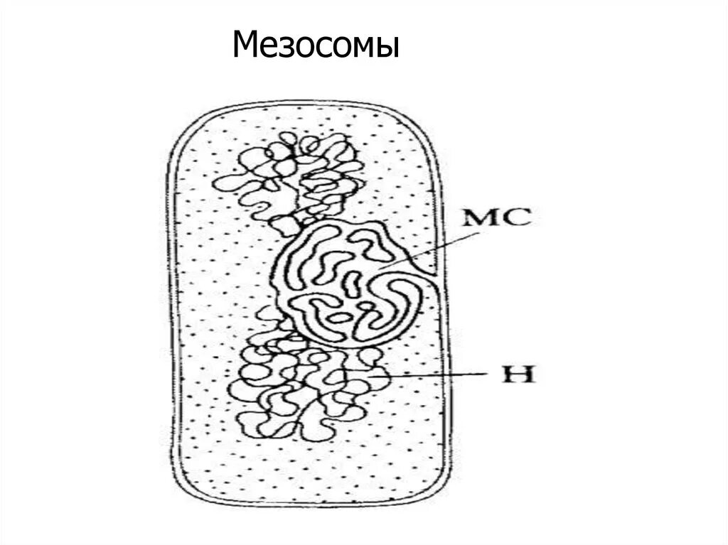 Строение бактерии мезосомы. Мезосомы бактериальной клетки. Функции мезосомы в прокариотической клетке. Мезосомы это микробиология.