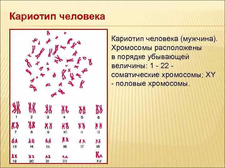 Количество хромосом в кариотипе человека. Кариотип набор хромосом 2n2c. Элементарное описание кариотипа. Нормальный кариотип человека рисунок. Хромосомный набор кариотип человека.