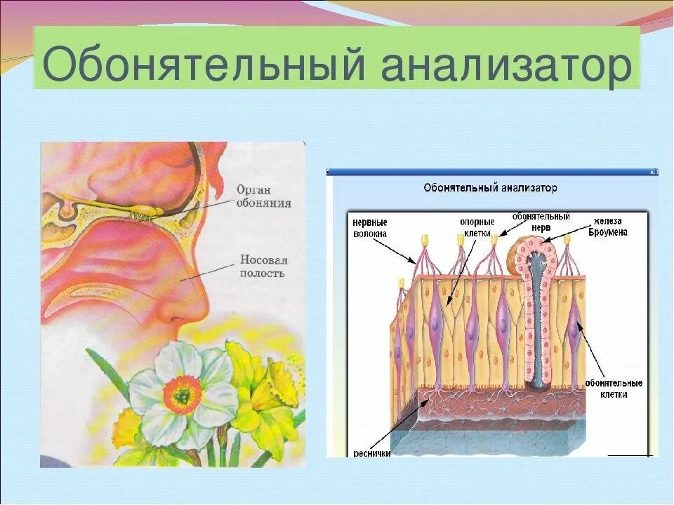 Обонятельный вкусовой орган. Строение обонятельного анализатора анализатора. Анализатор обоняние анализатор строение. Обонятельный анализатор 8 класс биология. Схема обонятельного анализатора 8 класс.