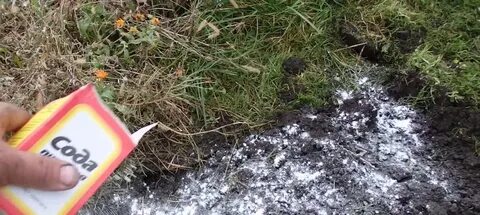 Сода от муравьев на огороде
