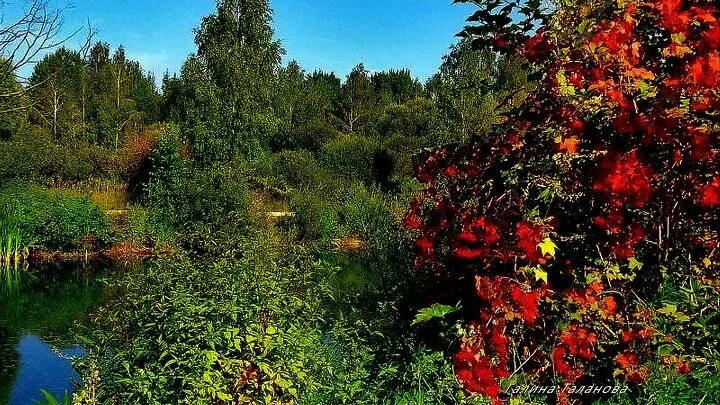 Слушать куст новое. Калина у реки. Полянка с кустарниками калины. Уж догорел калины куст. У Долины куст калины в речке Тихая вода.