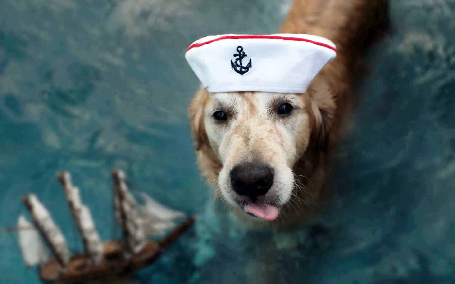 Собака на корабле. Собака моряк. Смешные собаки. Собака в морской форме.