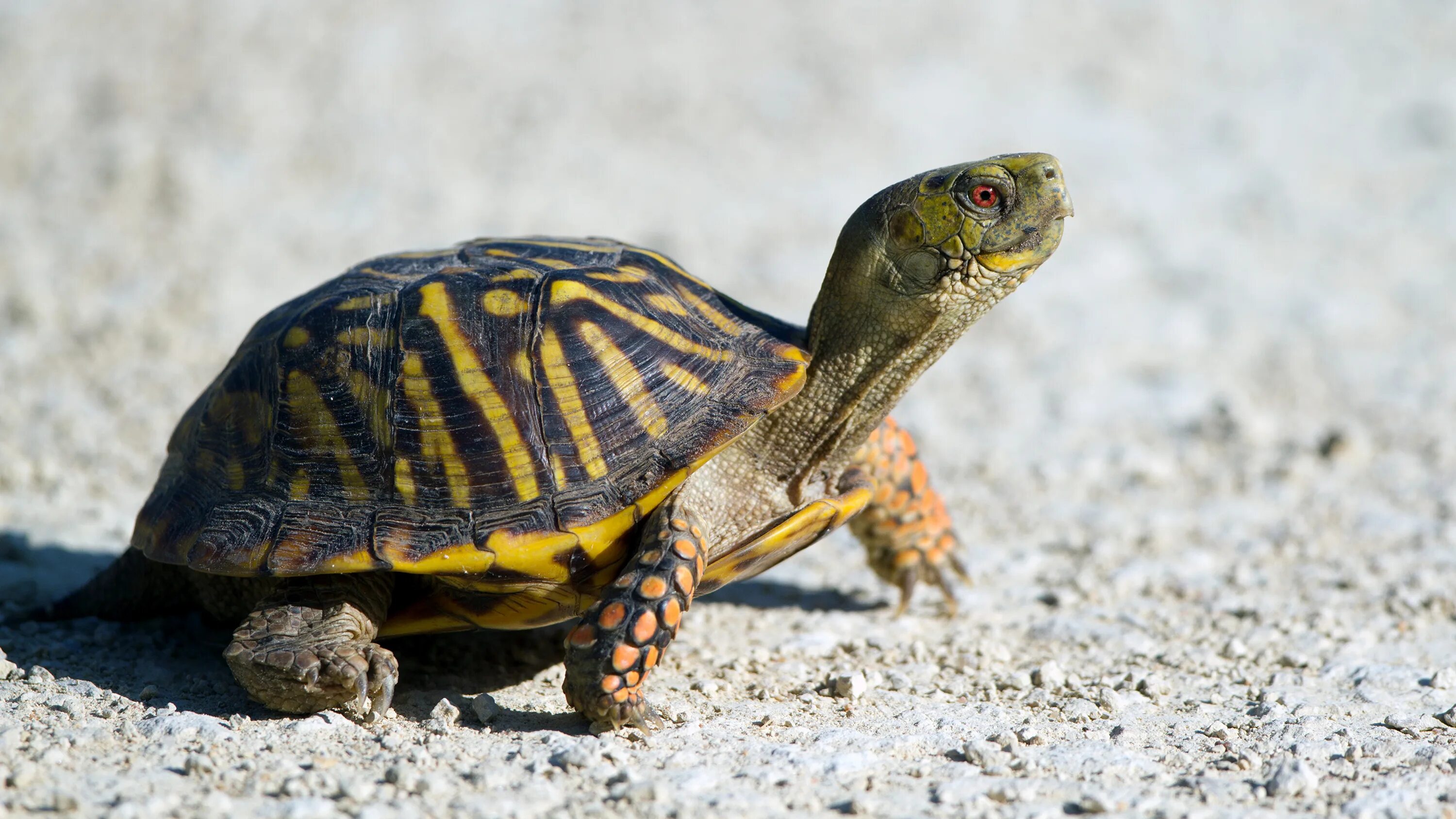 Turtle x. Капская крапчатая черепаха. Пресмыкающиеся черепахи. Капская крапчатая плоская черепаха. Черепаха рептилия.