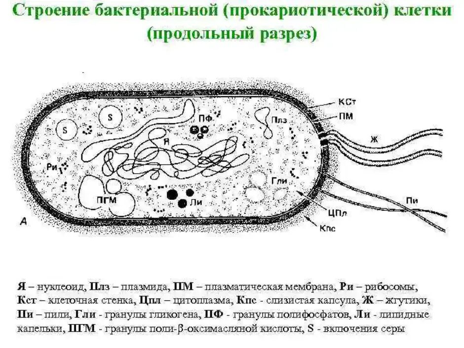 Строение клетки бактерии рисунок