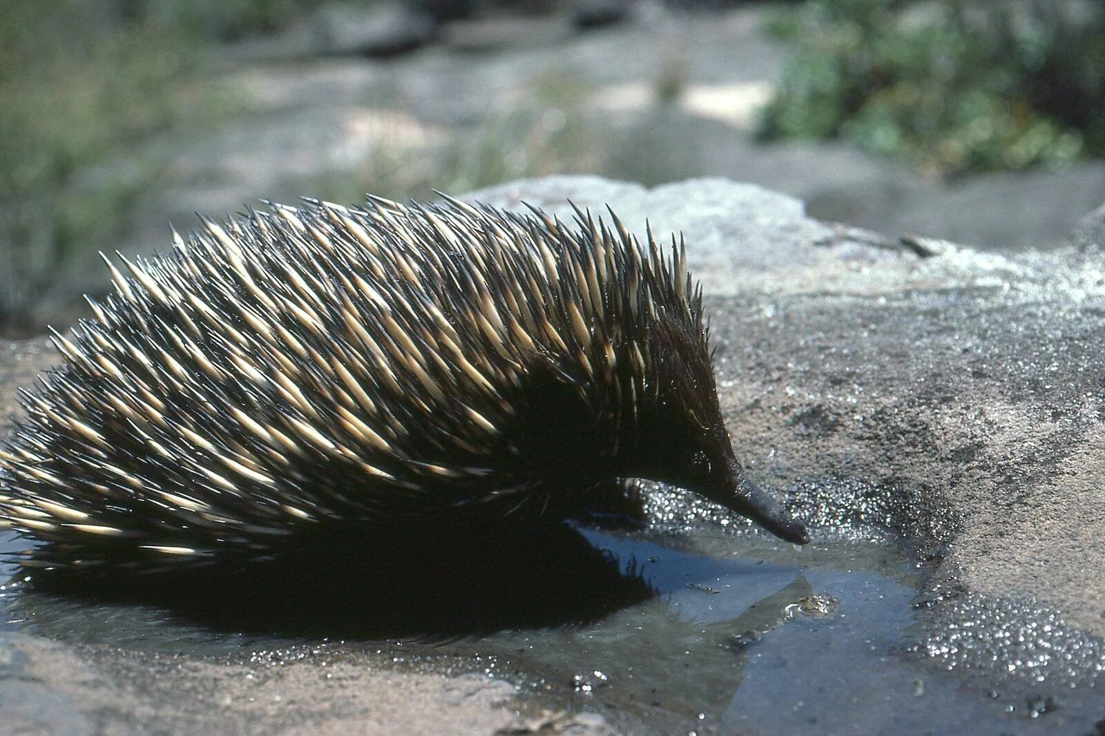 Ехидна австралийская описание. Tachyglossus aculeatus. Австралийская ехидна. Голубая ехидна. Ехидна в Австралии.