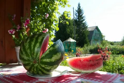 Арбуз вкус лета