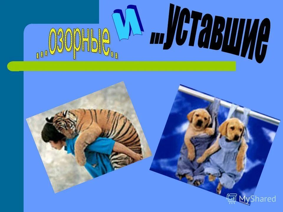 Увлечение животными как называется