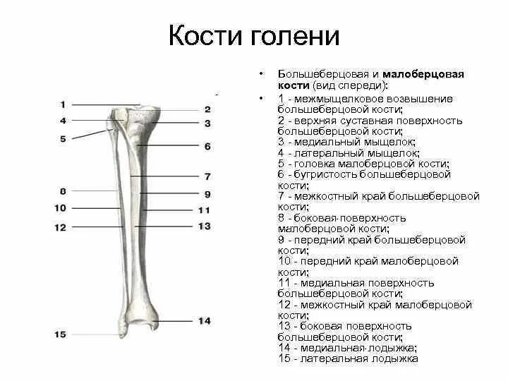 Находится берцовая кость